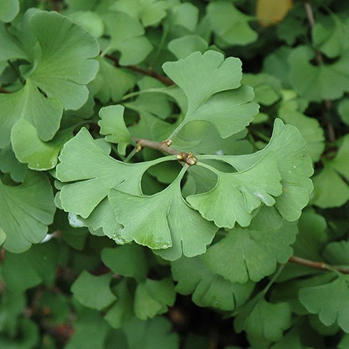 Ginkgo