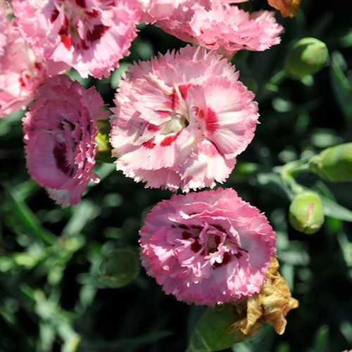 Appleblossom Burst Pinks Dianthus