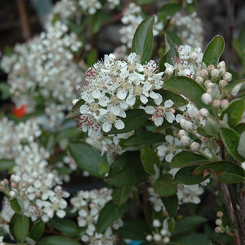 Brilliantissima Red Chokeberry