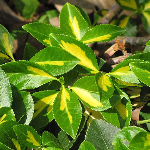 Surespot Wintercreeper