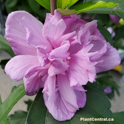 Ardens Rose of Sharon