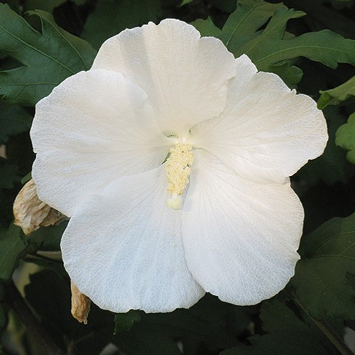 Diana Rose of Sharon