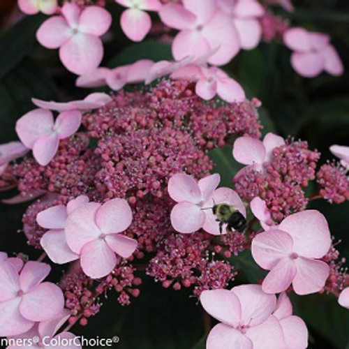 Let's Dance Starlight Hydrangea