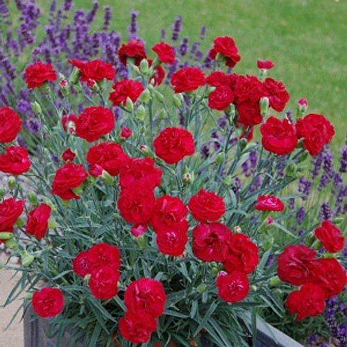 Passion Dianthus