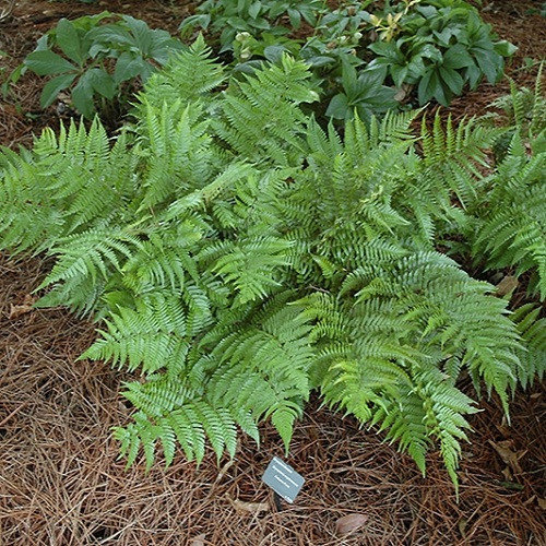 Autumn Fern