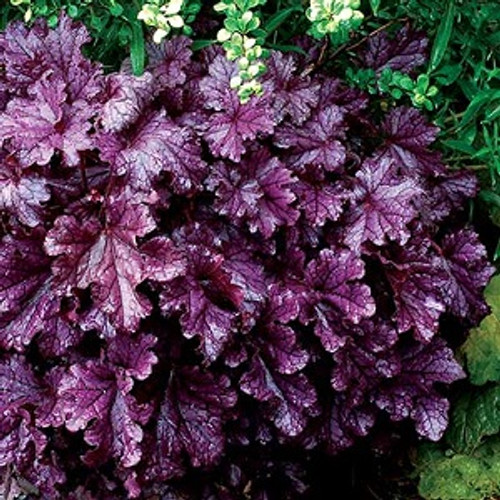 Forever Purple Coral Bells