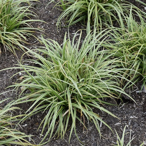 Silver Sceptre Variegated Japanese Sedge