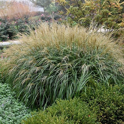 Adagio Maiden Grass Ornamental Grass