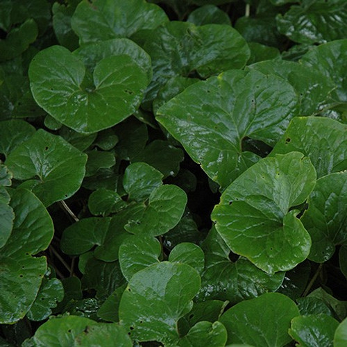 Canadian Wild Ginger