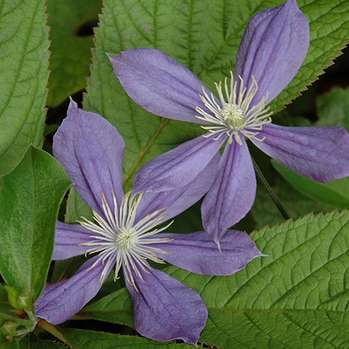 Arabella Clematis