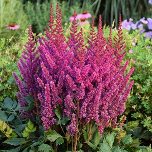 Astilbe - Visions