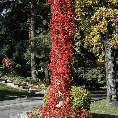 Virginia Creeper Vine