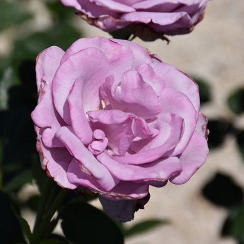 Blue Girl Hybrid Tea Rose