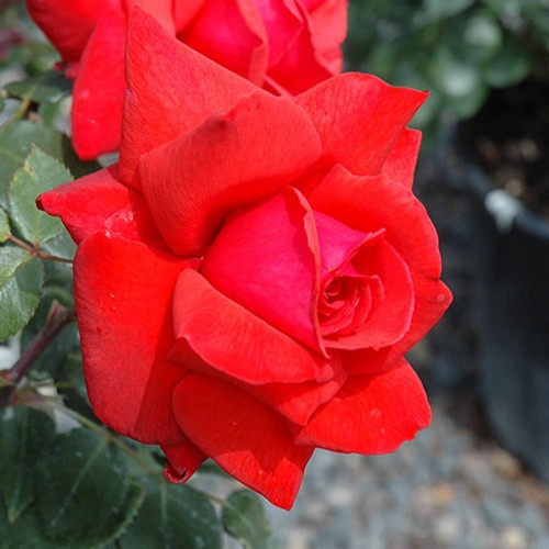 Dolly Parton Hybrid Tea Rose