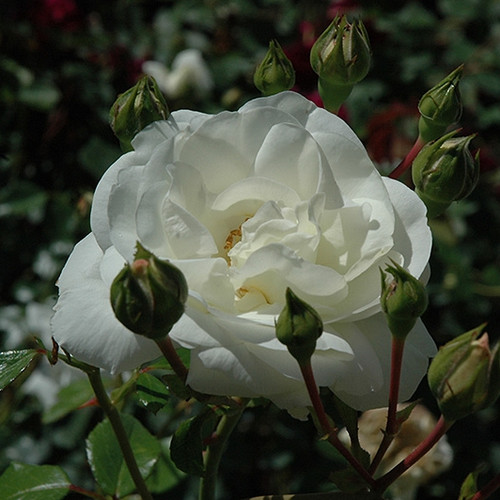 White Dawn Climbing Rose