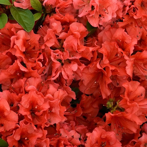 Girard's Hot Shot Evergreen Azalea