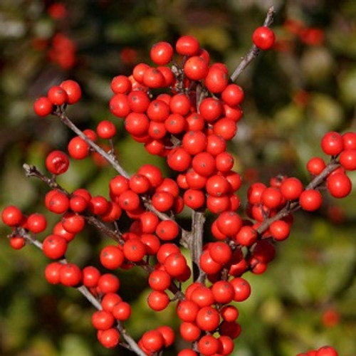 Berry Heavy Winterberry Holly