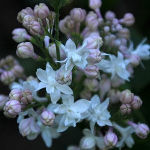 Beauty of Moscow French Hybrid Lilac