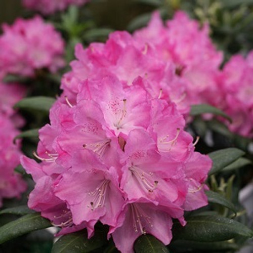 Rhododendron Dandy Man Pink