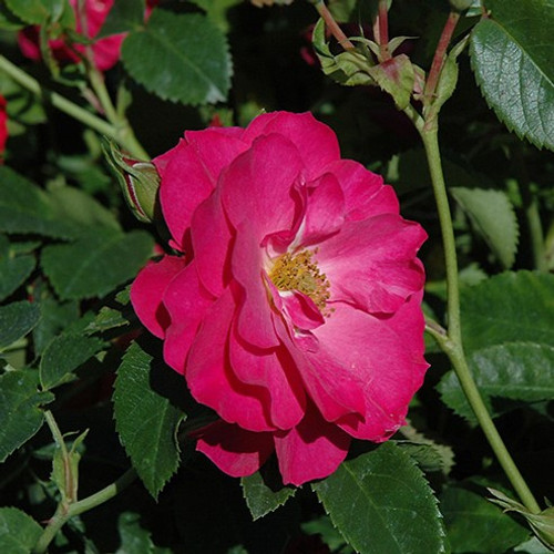 John Cabot Rose