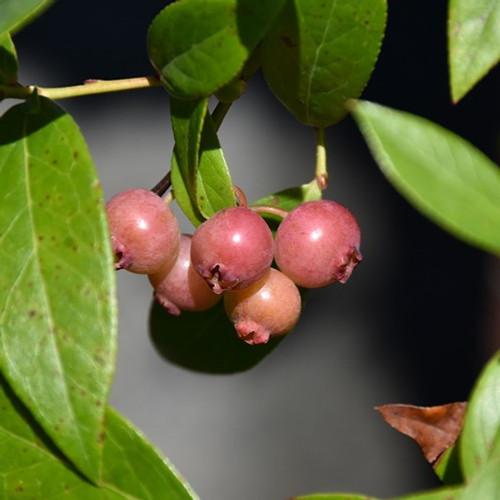 Pink Lemonade Blueberry