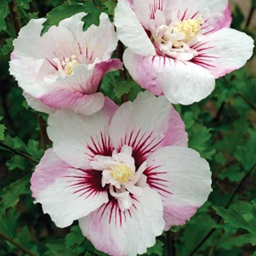 Fiji Rose of Sharon