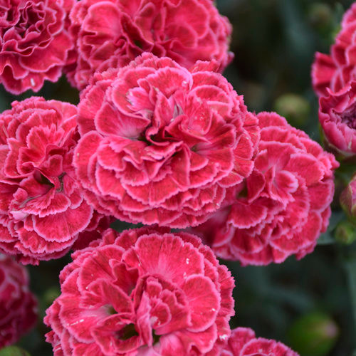 Fruit Punch Raspberry Ruffles Pinks Dianthus