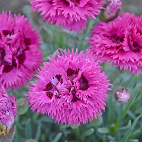 Dianthus - Fruit Punch® Spiked Punch