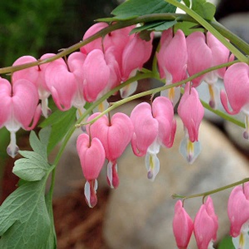 Old-Fashioned Bleeding Heart