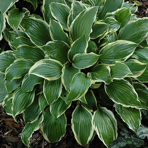 Rubies and Ruffles Hosta