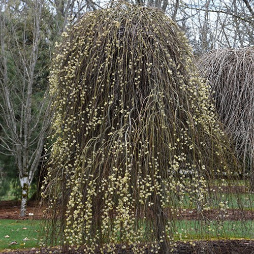 Weeping Pussy Willow