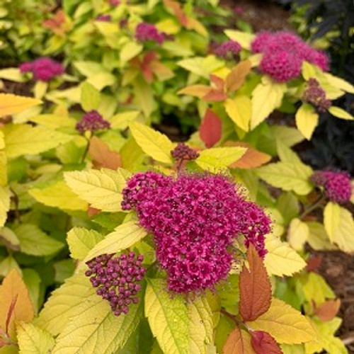 Double Play Candy Corn Spirea