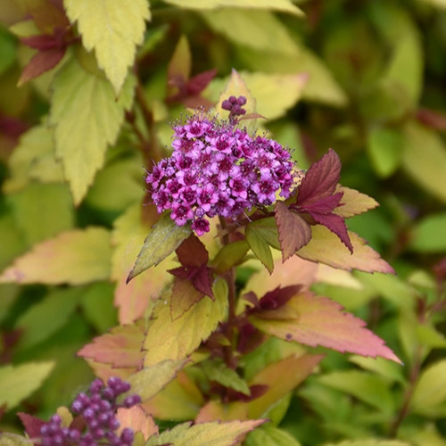 Poprocks Rainbow Fizz Spirea