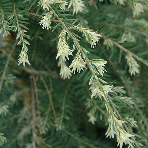Summer Snow Hemlock
