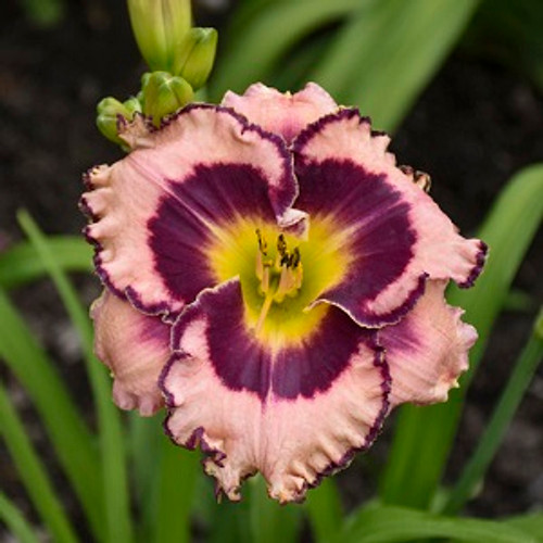 Rainbow Rhythm Sound of My Heart daylily