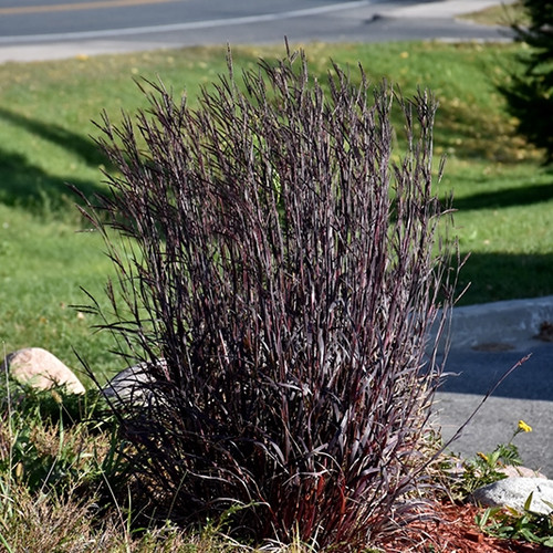 Blackhawks Big Bluestem Ornamental Grass