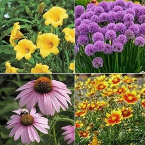 Perennial Bundle - Summer Flowering Perennials Bundle