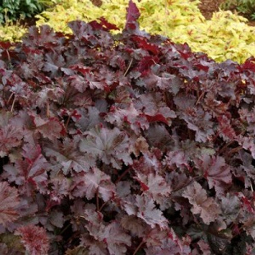 Coral Bells Chocolate Ruffles