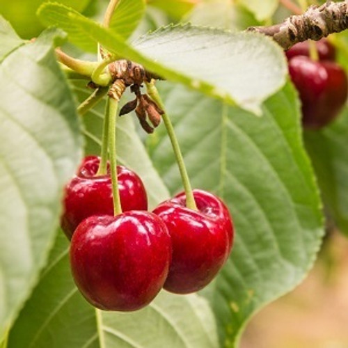 Cherry - Combo Cherry Fruit Tree