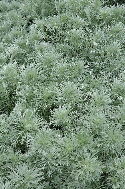 Silver Mound Artemisia