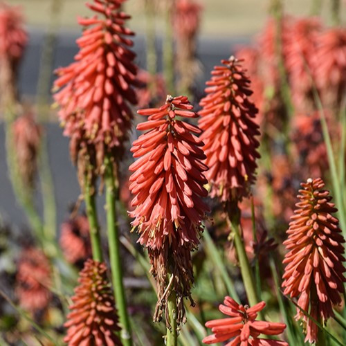 Redhot Popsicle Red Hot Poker