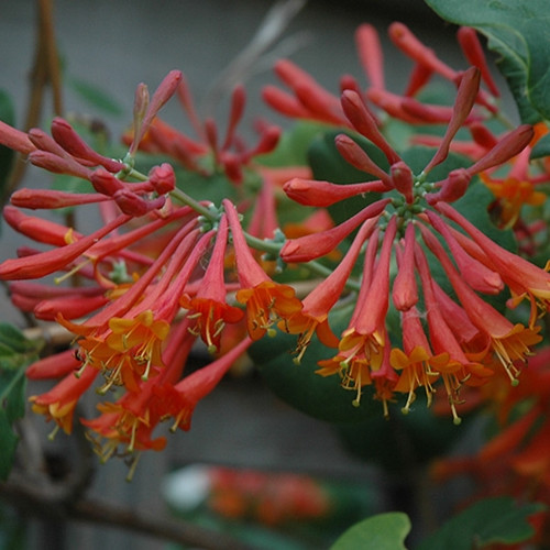 Dropmore Scarlet Trumpet Honeysuckle