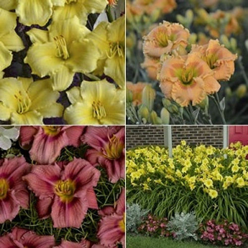 Daylily Bundle Assorted