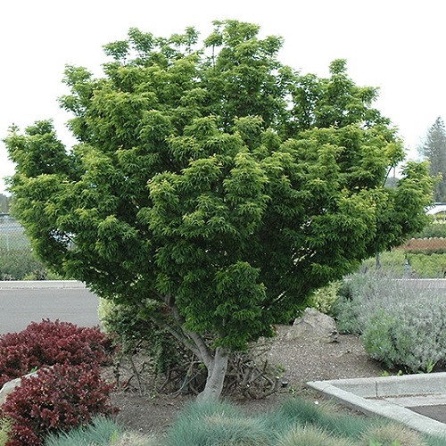 Shishigashira Japanese Maple
Lions Head Japanese Maple