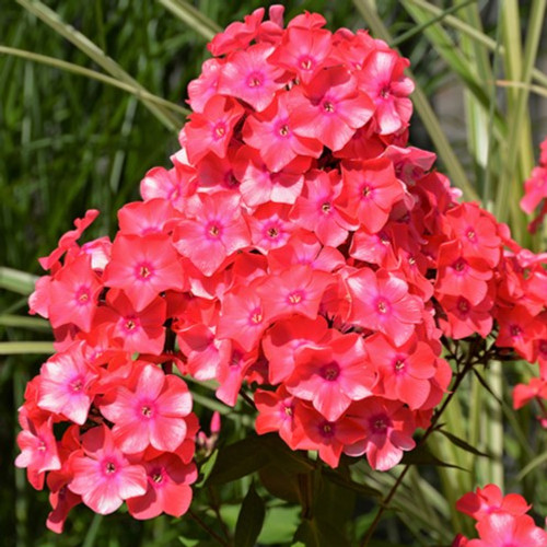 Coral Flame Garden Phlox