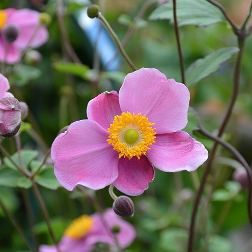 September Charm Japanese Anemone