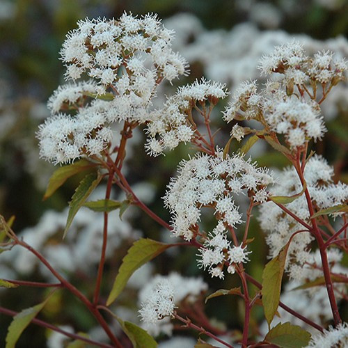 Chocolate Joe Pye Weed