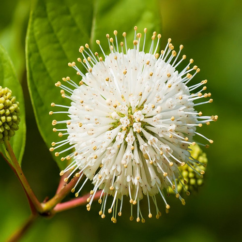 Cephalanthus occidentalis