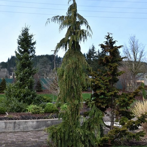 Weeping Nootka Cypress