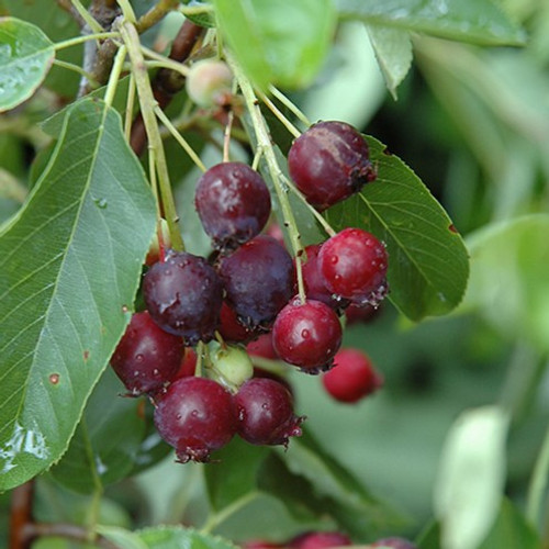 Regent Saskatoon Berry